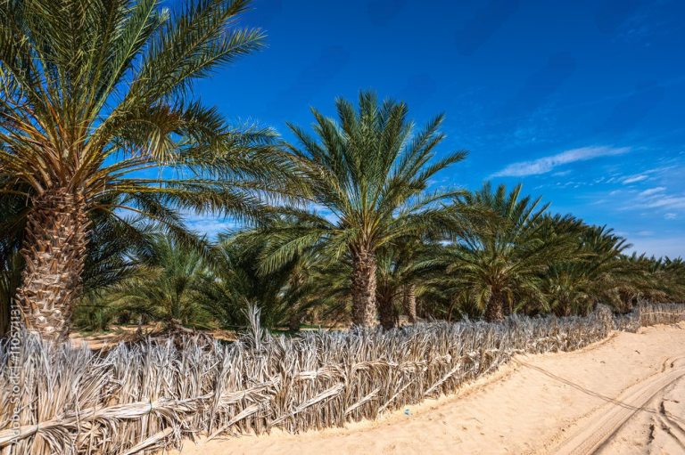 Douz, la Porte du Sahara